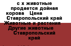 с/х животные продается дойная корова › Цена ­ 45 000 - Ставропольский край Животные и растения » Другие животные   . Ставропольский край